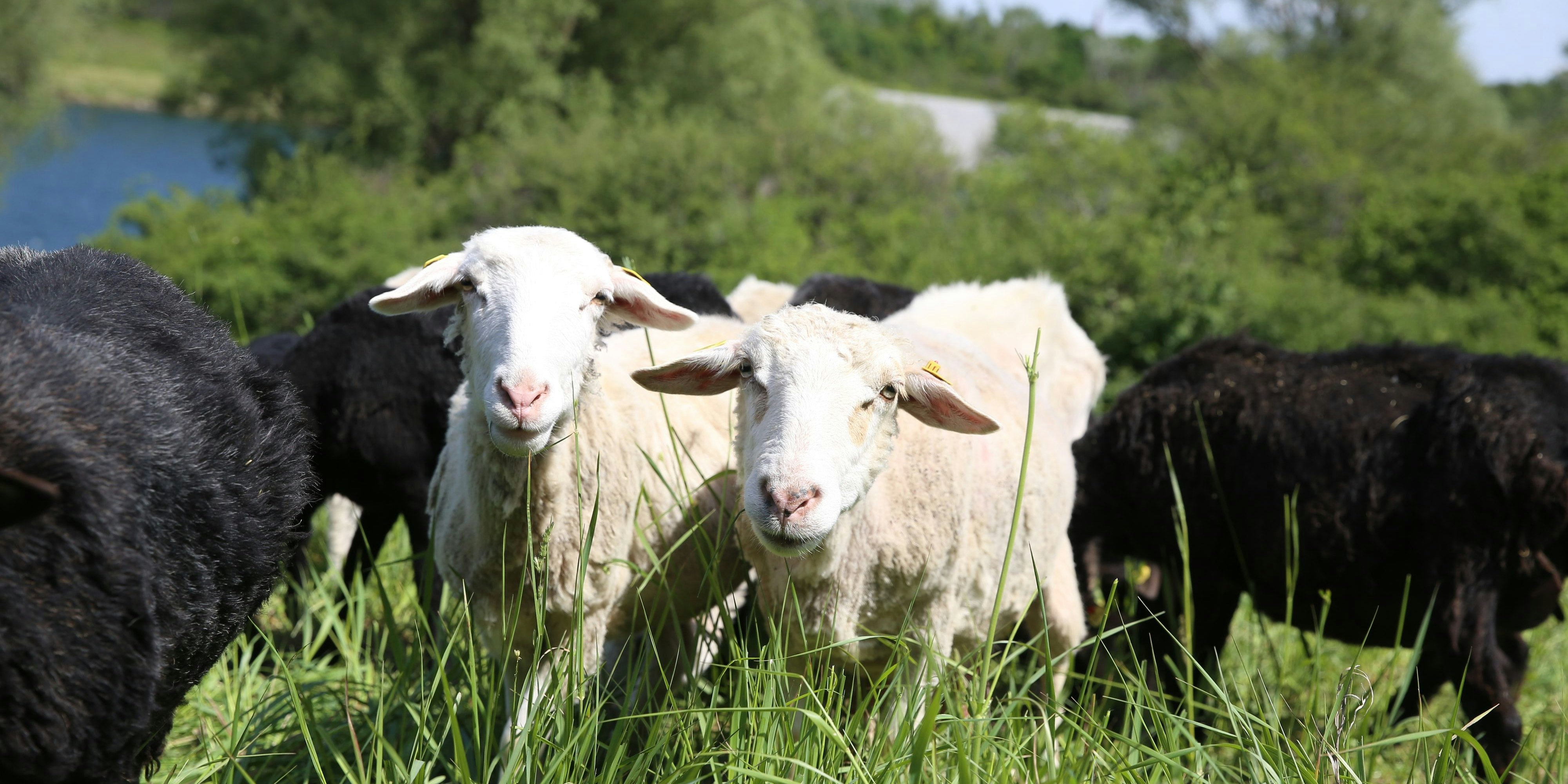 Auch Hornträger können Opfer von Lohndumping werden. Auf der Donauinsel werden die Mähschafe jetzt ersetzt.