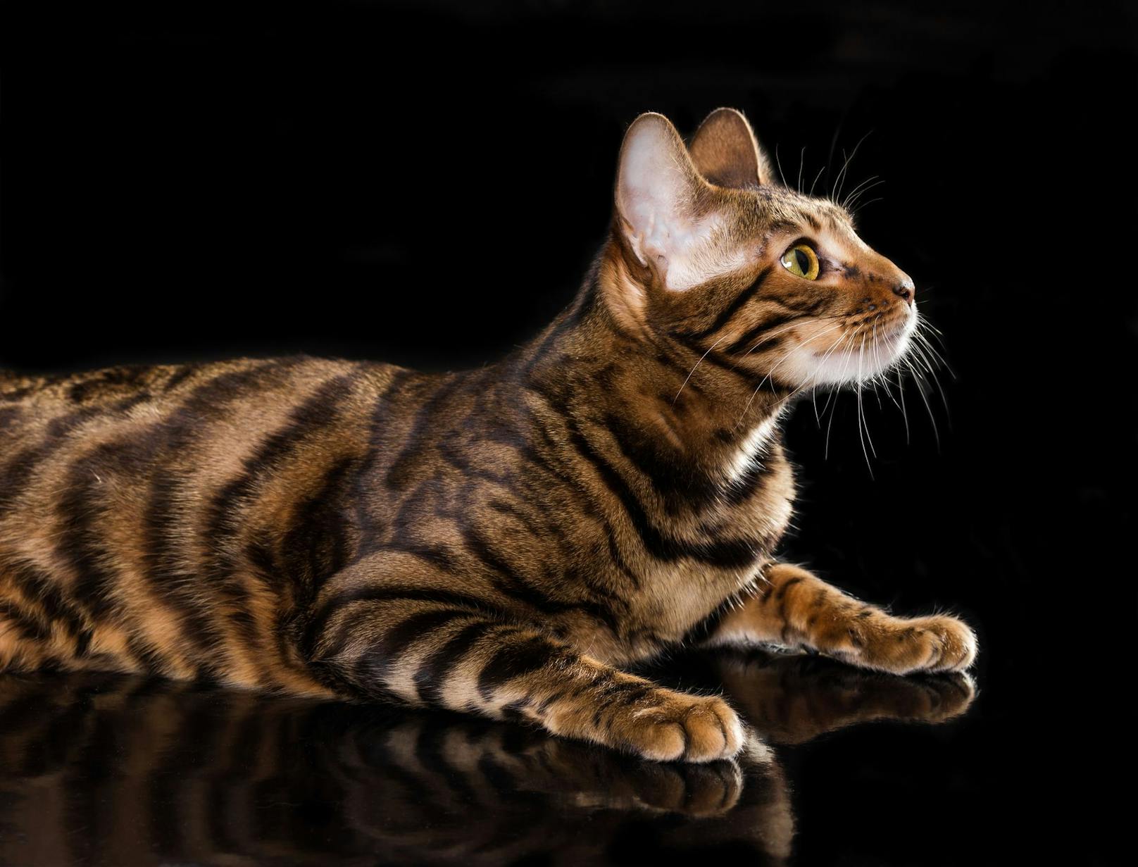 Das Zuchtziel war, eine Hauskatze mit dem optischen Tiger-Look zu erhalten. 