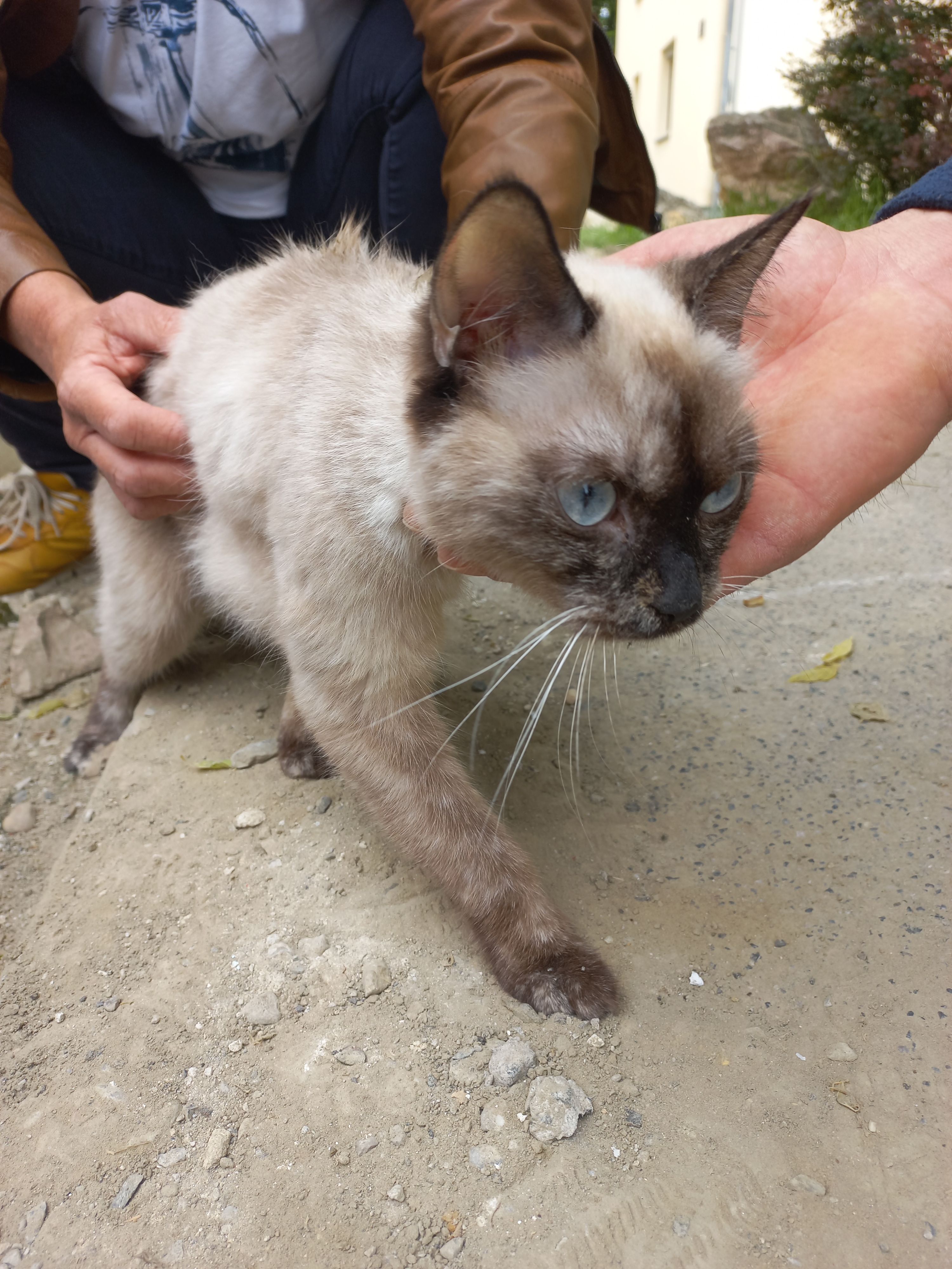 Katzenrettung in Floridsdorf: Mitarbeiter des Wiener Stadtrechnungshofs holten das Tier aus einem Schacht.