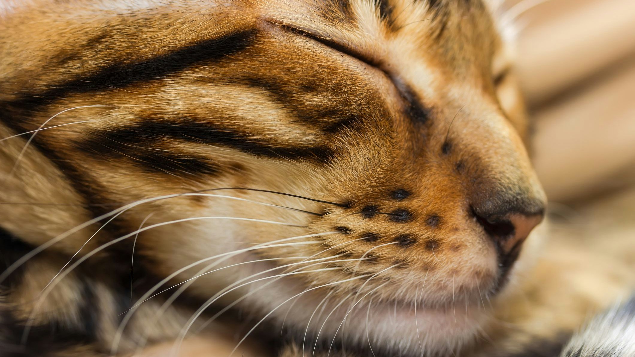 Heute.at - Die Toyger – ein Tiger fürs Wohnzimmer