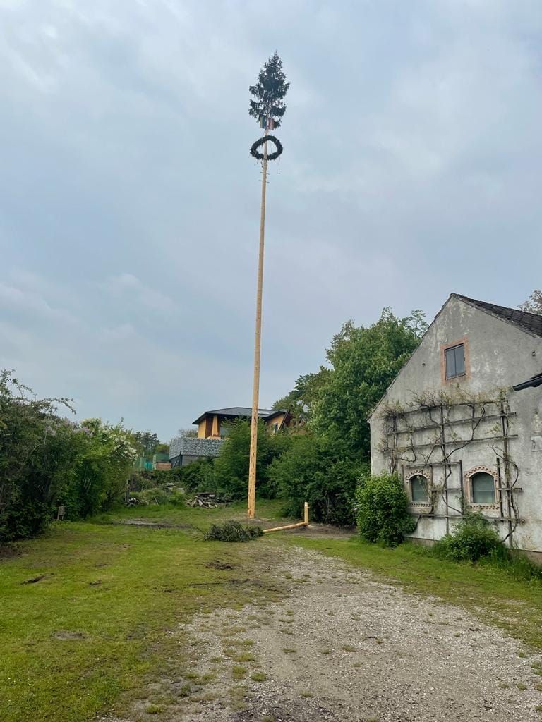 Der kleine Baum neben dem großen wurde umgeschnitten.