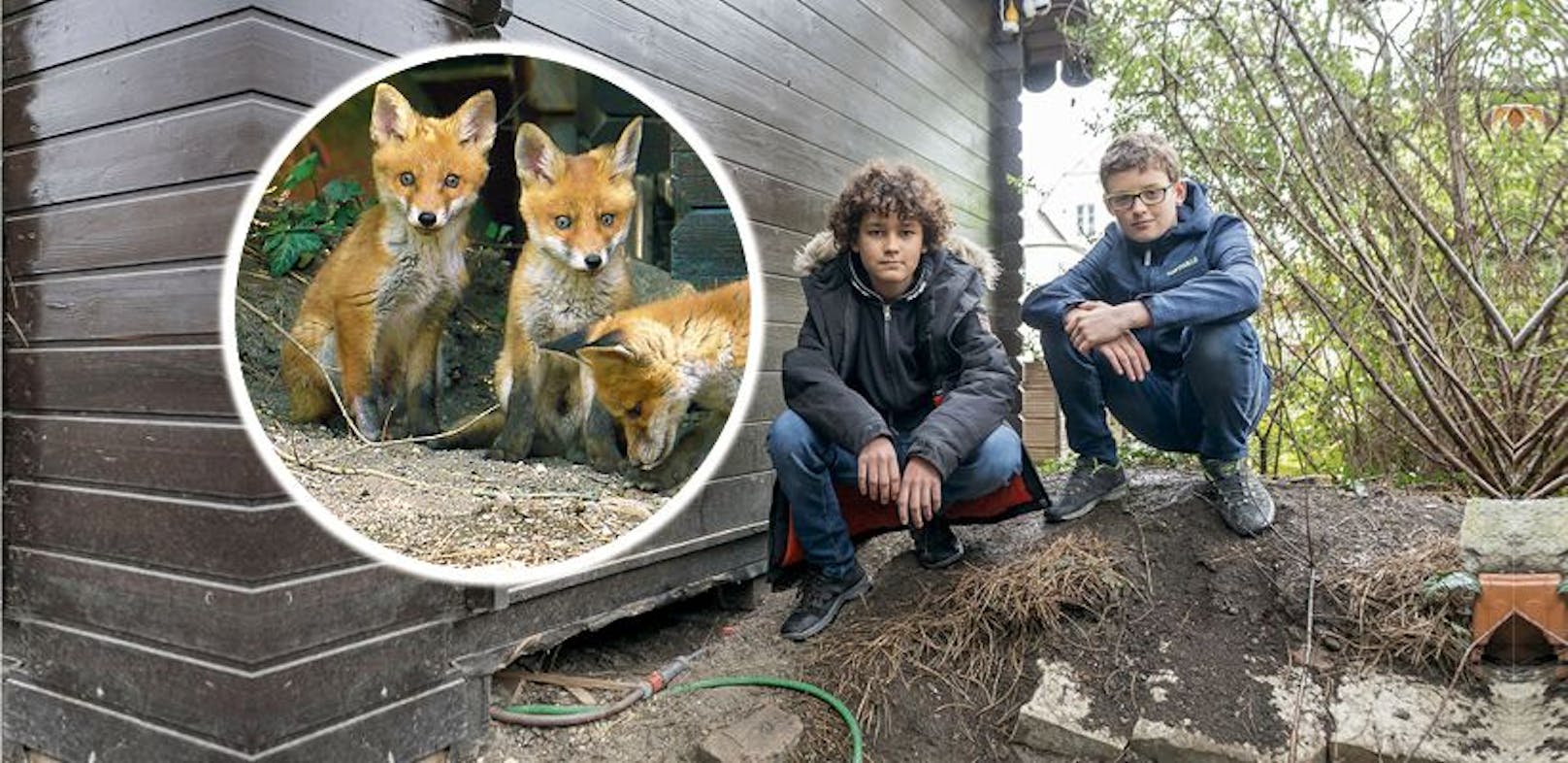 Ben (12, locken) und Niklas (10) beim Gartenhaus in Wien-Liesing, in dem eine Fuchsfamilie eingezogen ist.