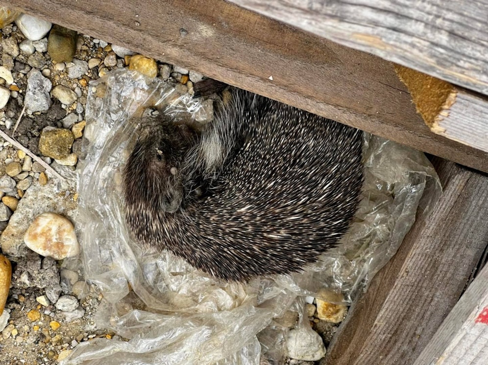 Die Igel vor und nach der Rettung aus der Grube.