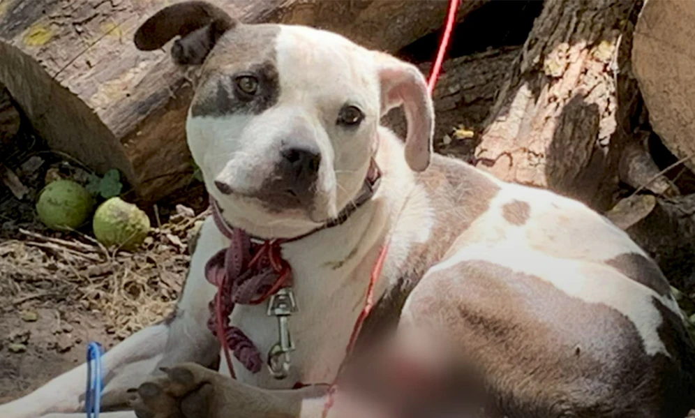 Bella wurde zweimal angebunden und einfach im Nirgendwo zurückgelassen. 