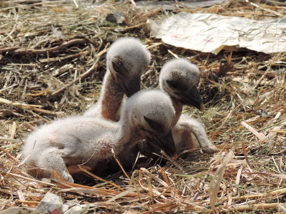 Storchentrio erblickte in der Eulen- und Greifvogelstation in Haringsee das Licht der Welt