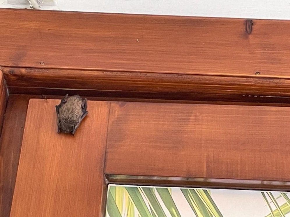 Fledermaus im Horner Reisebüro