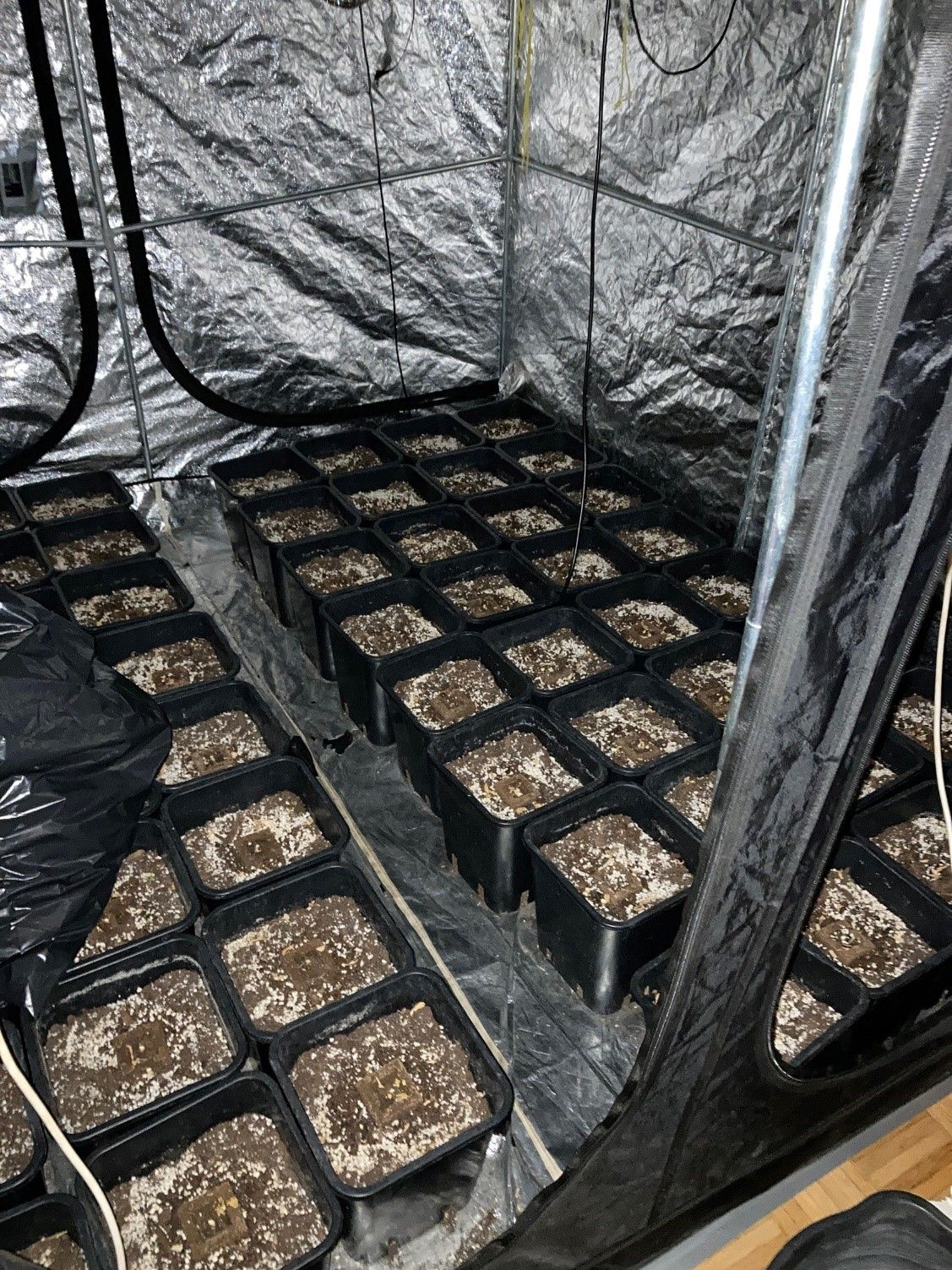 In der Wohnung wurden über 70 Pflanzen sowie etwas mehr als 1,2 Kilogramm bereits geerntetes Cannabiskraut sichergestellt.