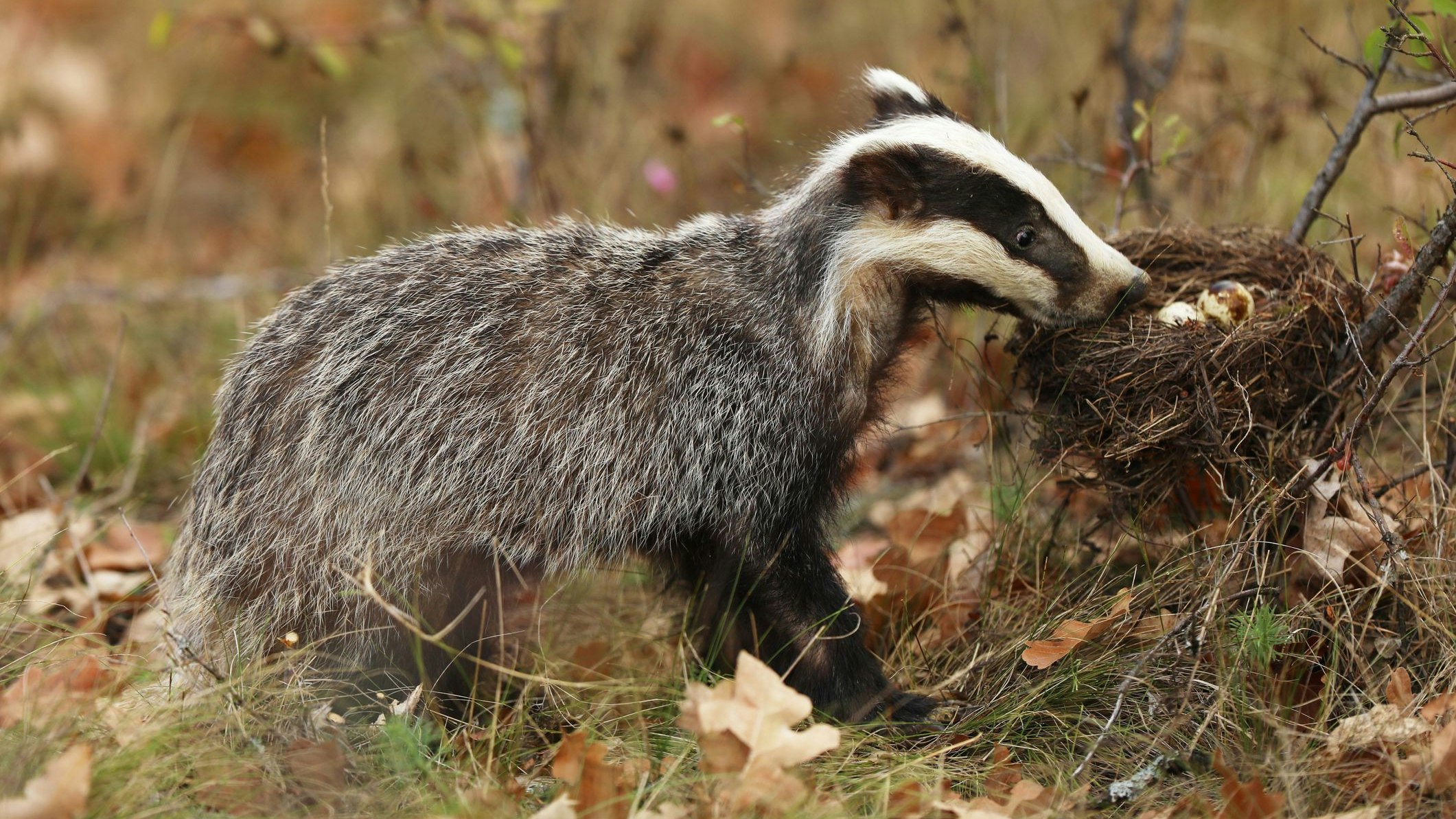 Obwohl der Dachs ein Raubtier ist und zur Familie der Marder zählt, jagt er kaum, sondern nutzt das Angebot des Waldes an Früchten und vor allem Regenwürmern. 
