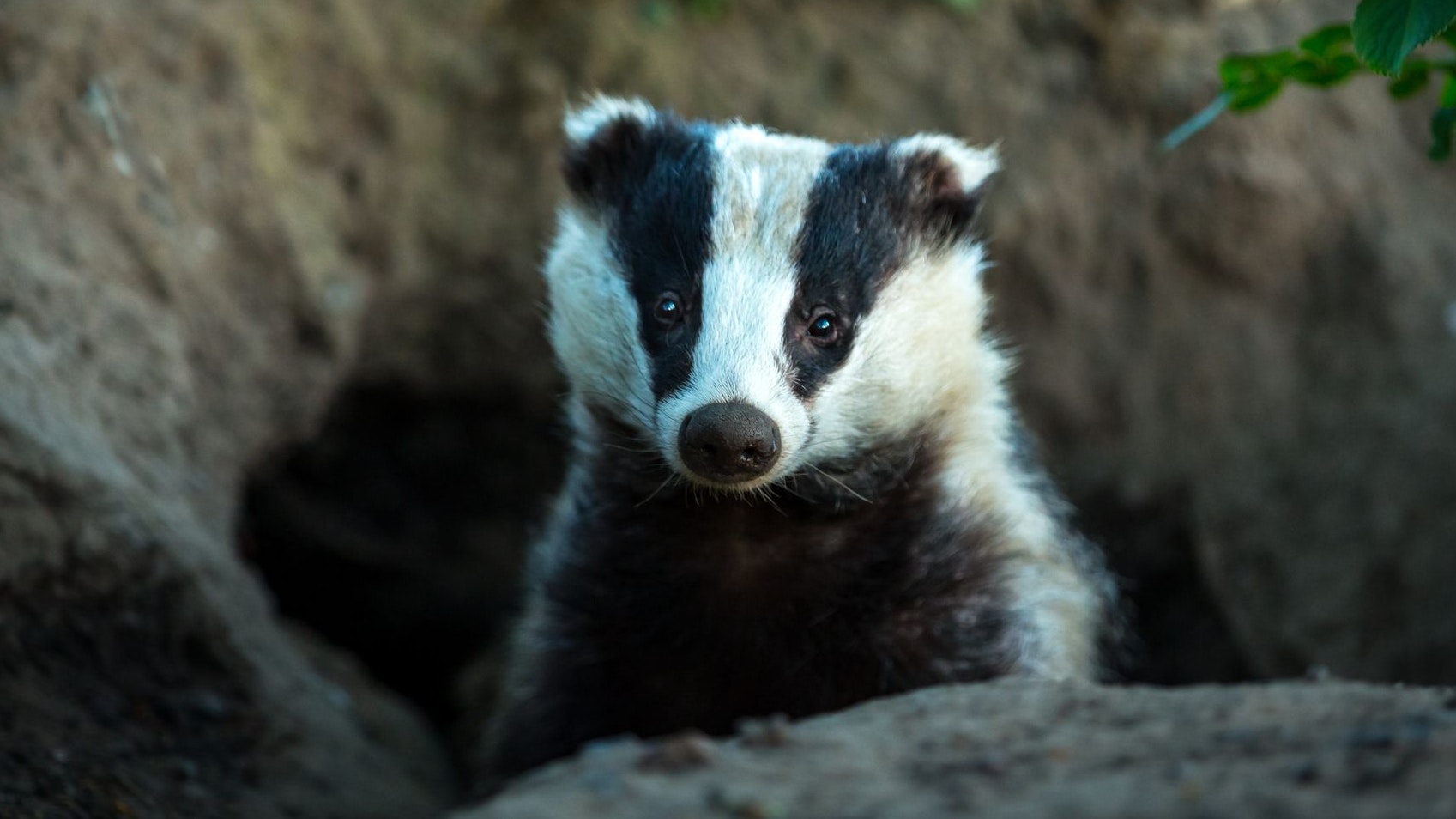 So putzig sie auch aussehen mögen: Mit einem Dachs sollte man sich besser nicht anlegen. 