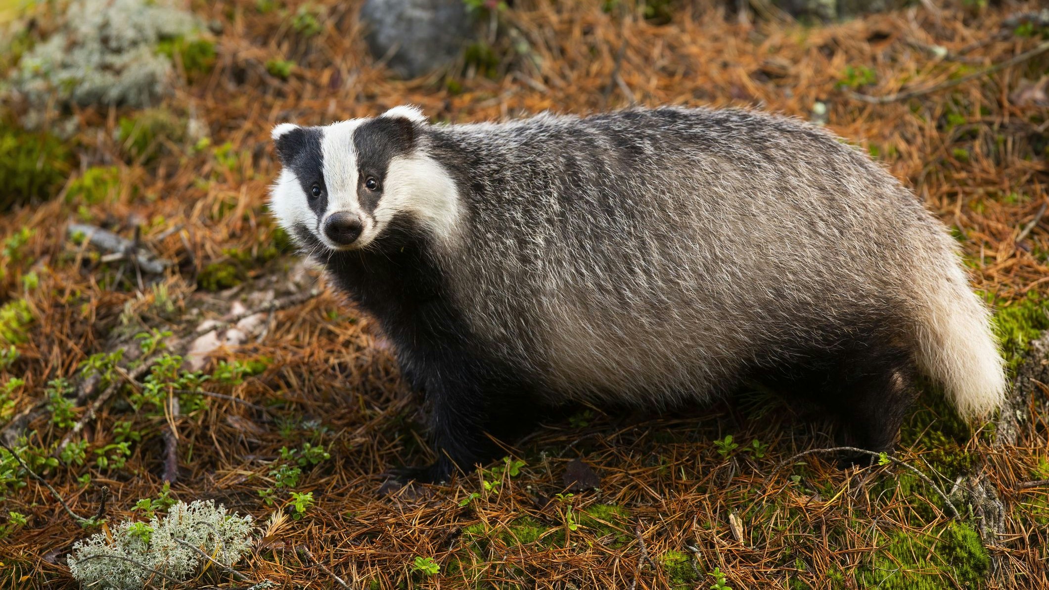 Dachse sind leider Überträger der sogenannten "Rinder-Tuberkulose", weshalb sie vor allem in Großbritannien bitterlich bejagt werden. Einige Grafschaften allerdings, impfen die Tiere gegen das Virus. 
