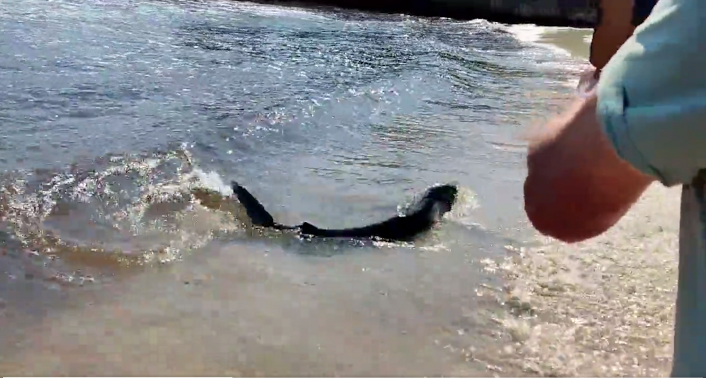 Das Video auf Twitter zeigt den rund drei Meter langen Blauhai.