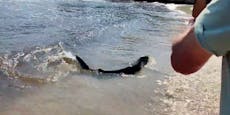 Hai-Alarm auf Party-Insel – Strandbesucher in Panik