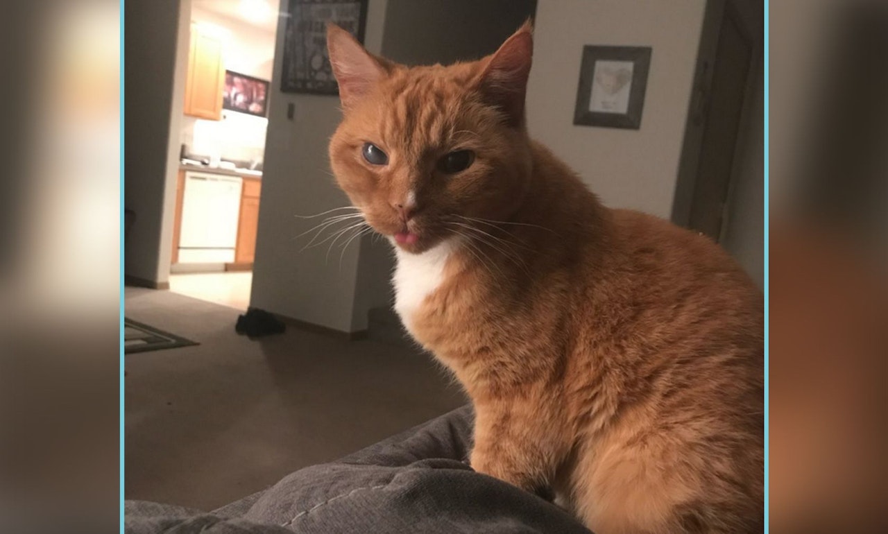 Heute.at - Grübel ... wie alt ist dieser Kater wirklich?