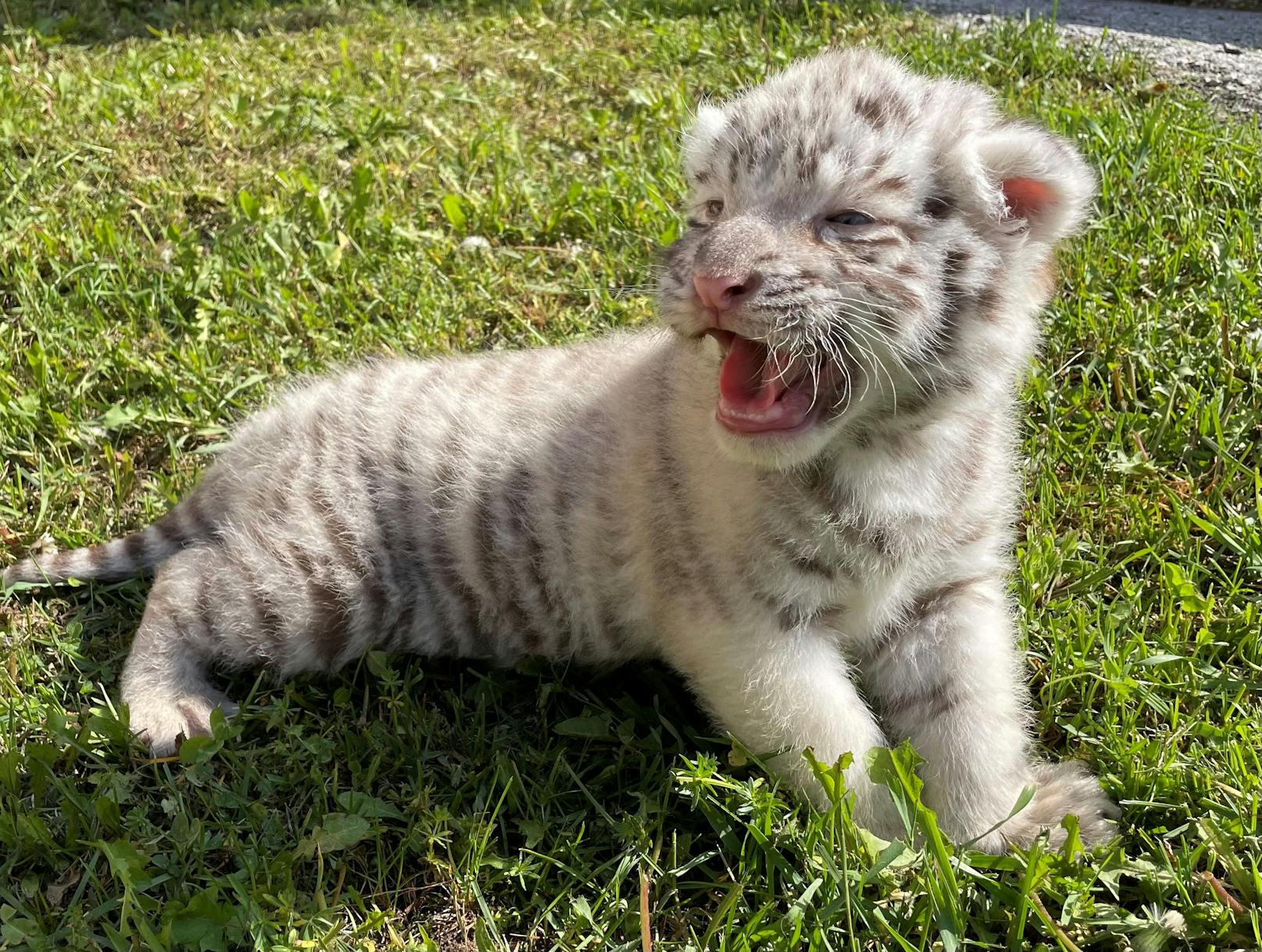 So süß: Tigerbaby im Weißen Zoo
