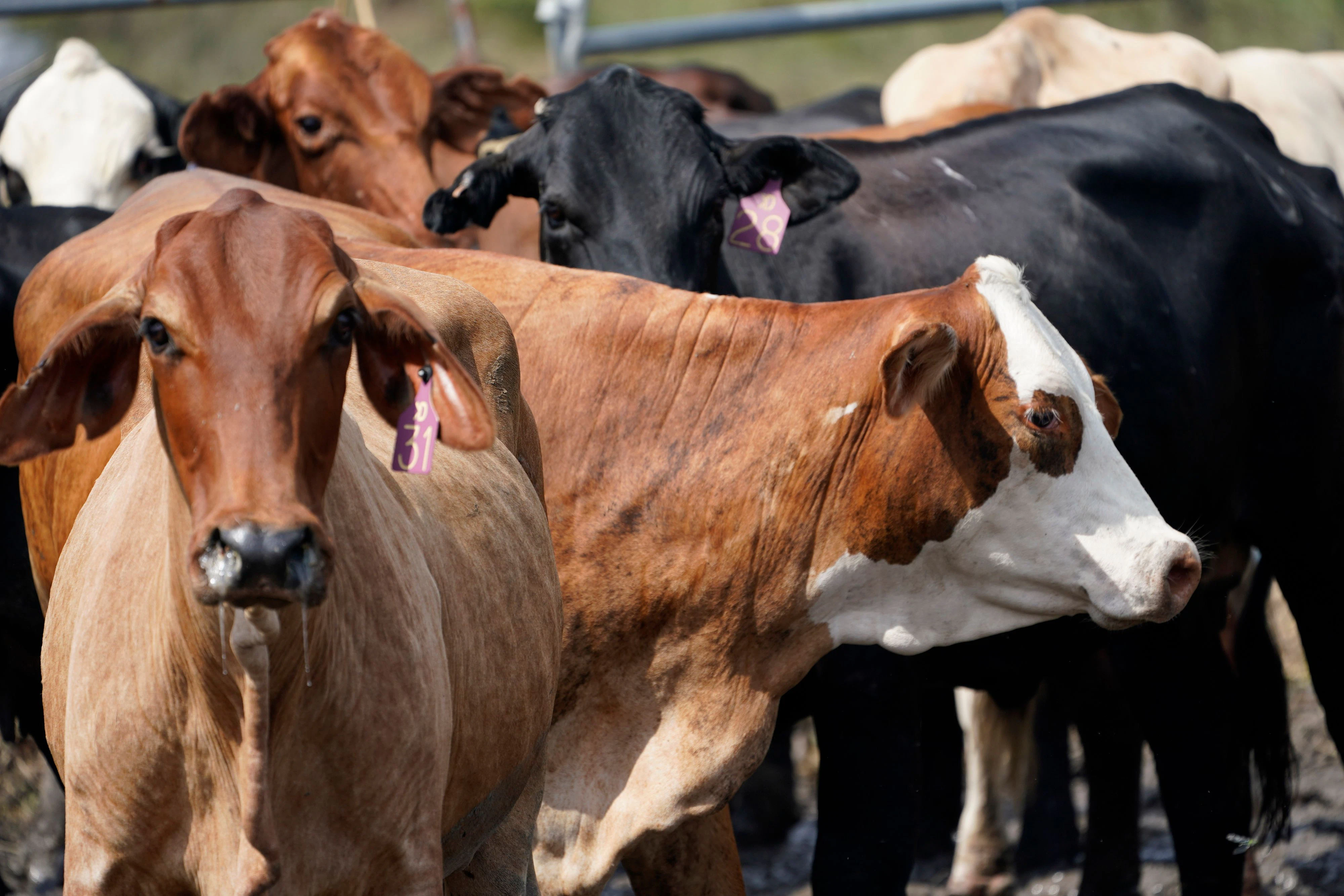 Download von www.picturedesk.com am 11.05.2022 (11:48).  Cows roam along a flooded road after Hurricane Ida past through Wednesday, Sept. 1, 2021, in Plaquemines Parish, La. Life in LouisianaÄôs Plaquemines Parish is a mix of lots of frustration and a little adventure since Hurricane Ida, with cowboys wrangling loose cattle on a highway, residents navigating gator-infested floodwaters to get home and thousands waiting in long lines for gas and food.(AP Photo/Steve Helber) - 20210901_PD17919 - Rechteinfo: Rights Managed (RM)