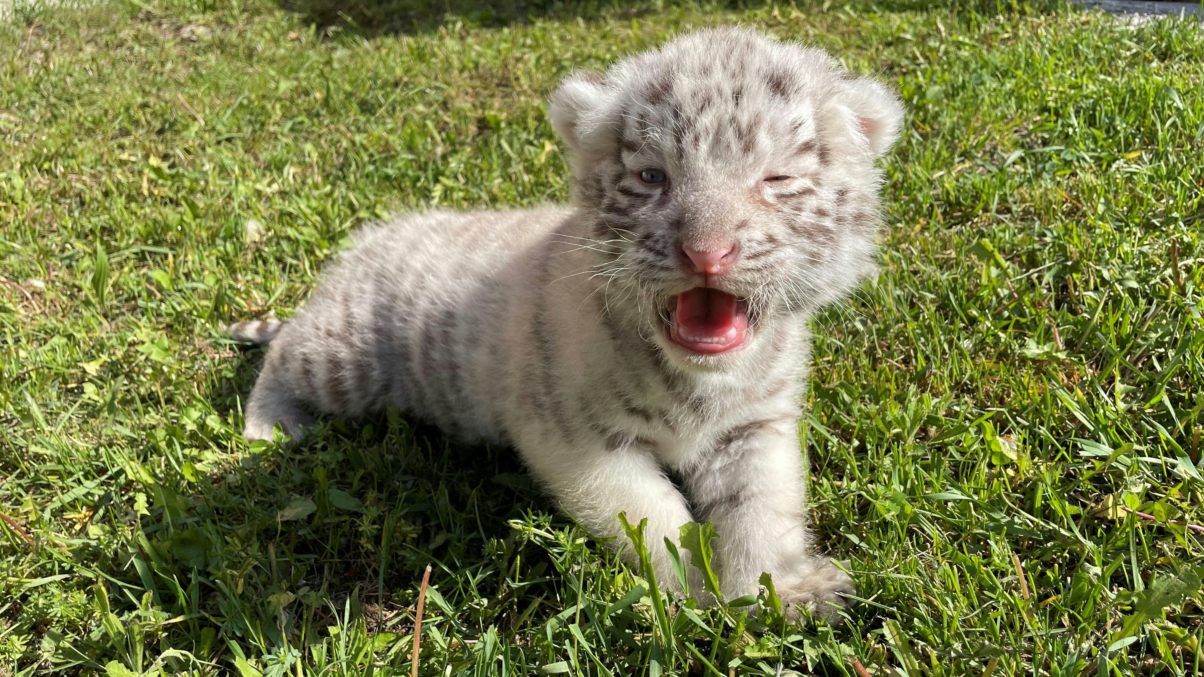 So süß: Tigerbaby im Weißen Zoo