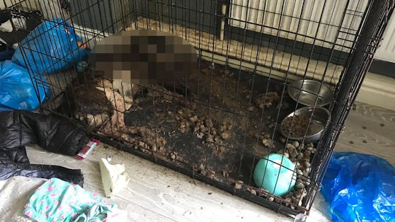 Der Anblick ist kaum zu ertragen. Der gestromte Staffordshire Bullterrier "Daisy" musste verhungern und verdursten, weil das Frauchen auf Urlaub fuhr.