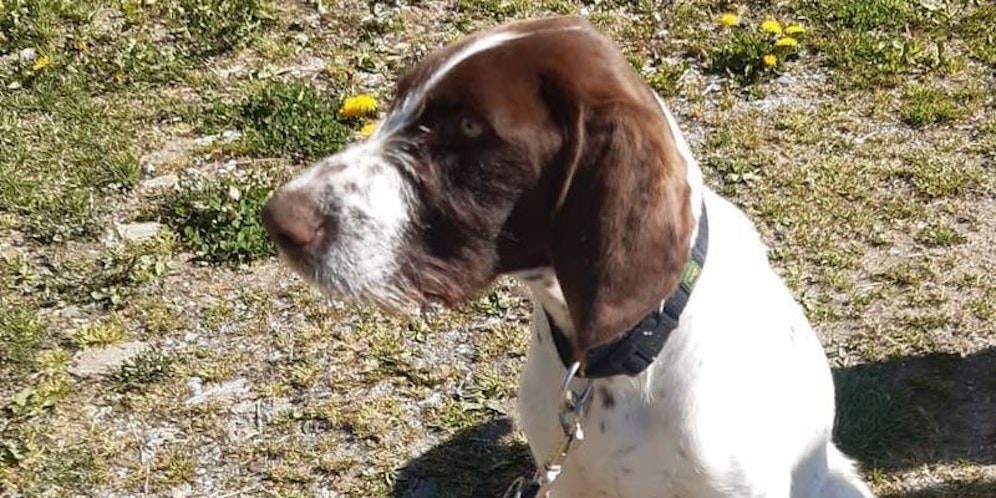 Hund Emil wurde erschossen.