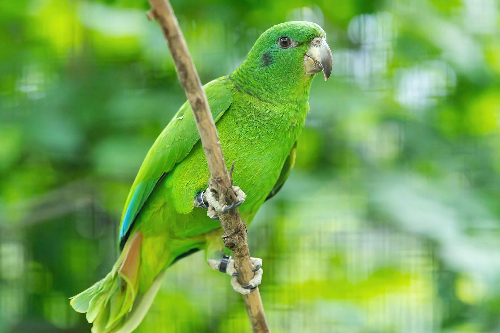 In freier Wildbahn kommen diese quietschgrünen Papageien nun auf der Insel Jamaika vor. 
