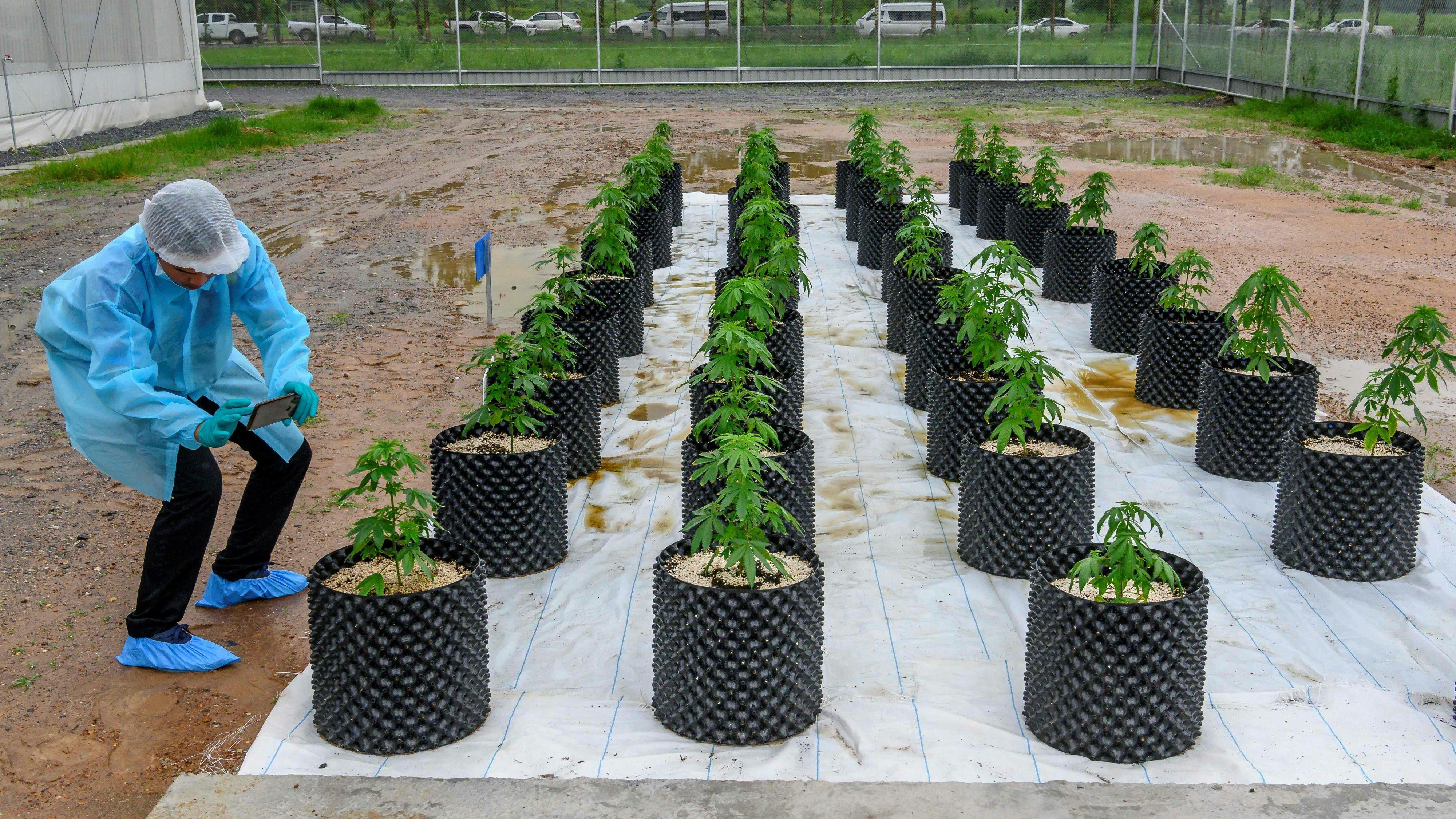 Die Pflanzen sind jedoch nur für die medizinische Verwendung vorgesehen.