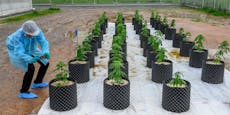 Thailand verteilt Cannabispflanzen an Haushalte