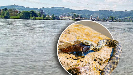 Am Donauufer in Linz beobachtete unser Fotograf, wie eine Schlange den Fisch verspeiste.