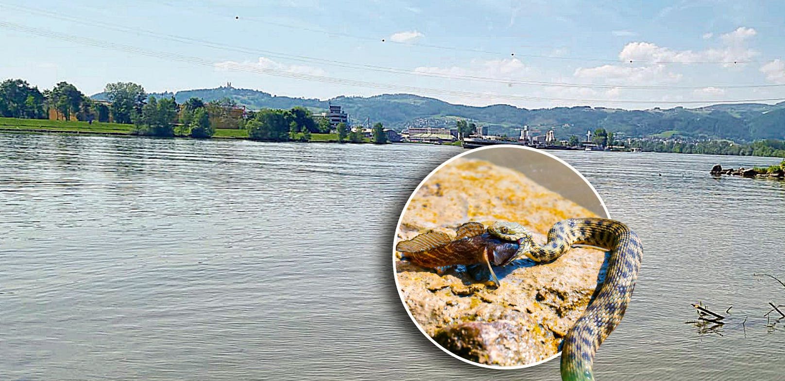 Grusel-Clip zeigt, wie Donau-Schlange Fisch verschlingt