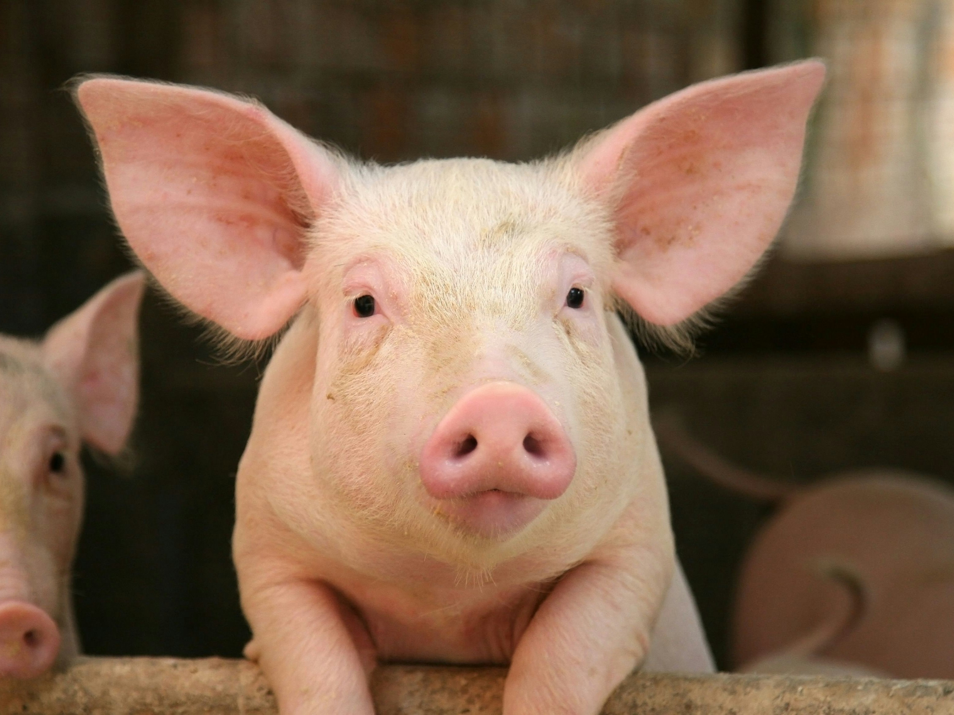 Pig leaning over the railing of his cot