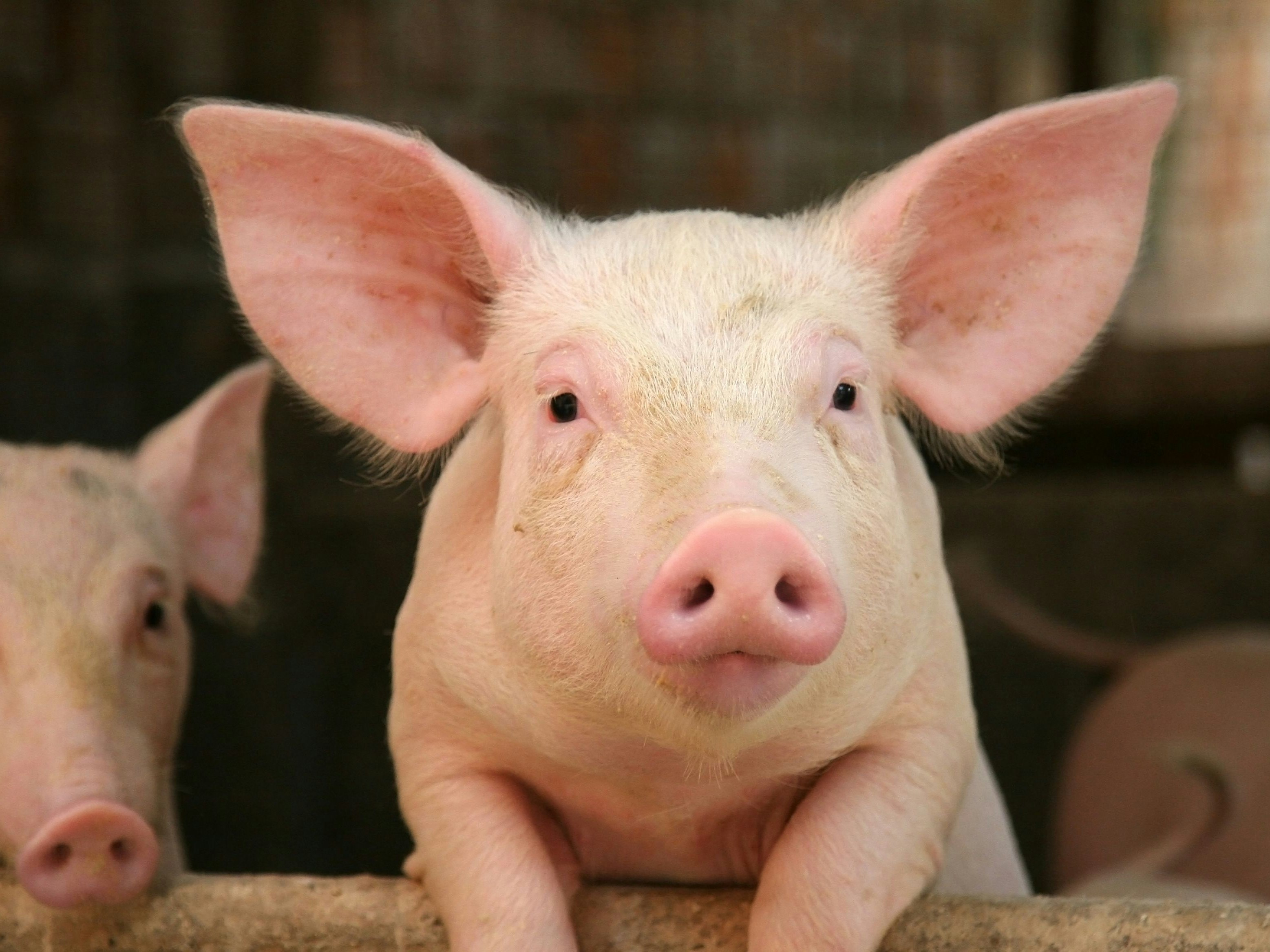 Pig leaning over the railing of his cot
