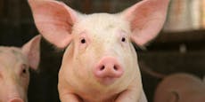 Greenpeace will Transparenz bei Schweinezucht