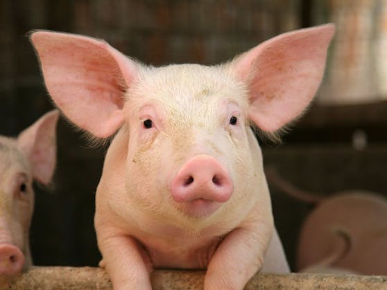 Niemand möchte Fleisch aus Tierleid auf dem eigenen Teller. Aber derzeit ist für Konsumenten in Österreich mangels Kennzeichnungspflicht nicht erkennbar, ob etwa ein Schwein auf Vollspaltenboden leiden musste.