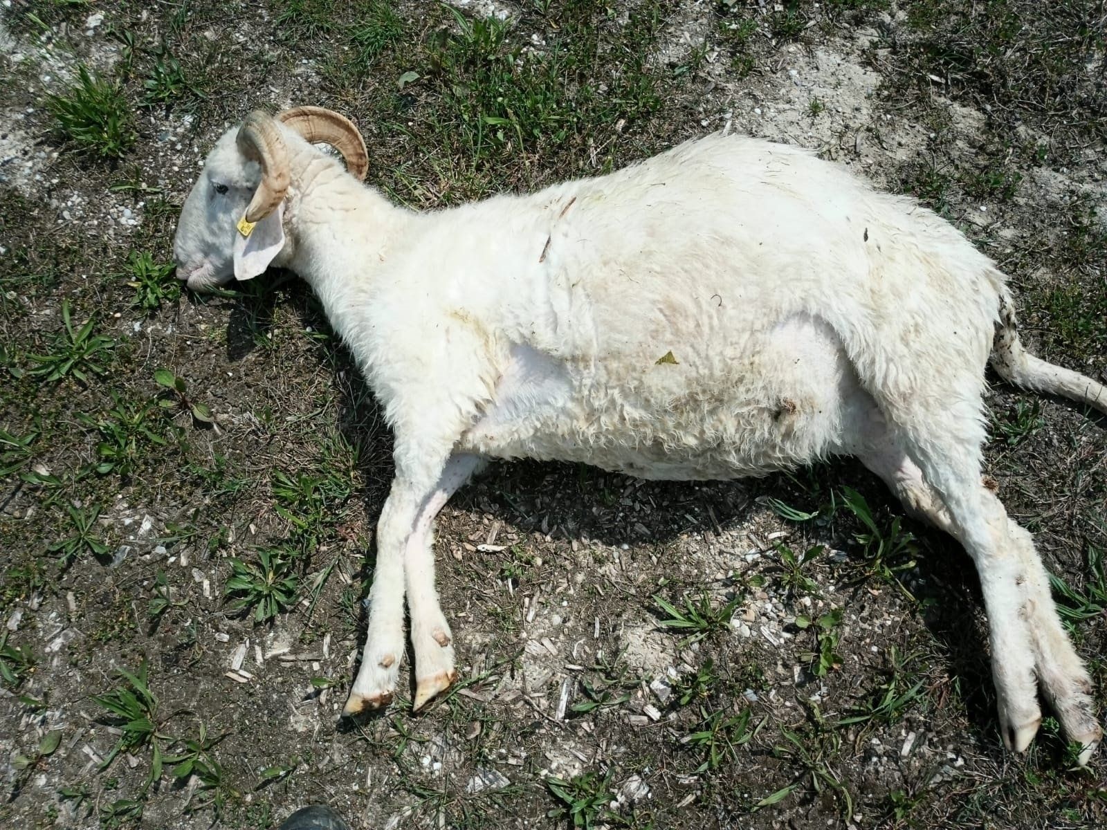 "Blümchen" wurde tot aus der Donau gefischt.
