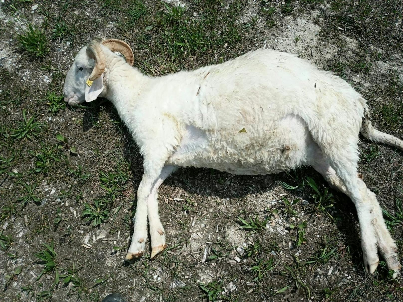 Schaf wurde zu Tode gehetzt, Besitzer suchen Täter