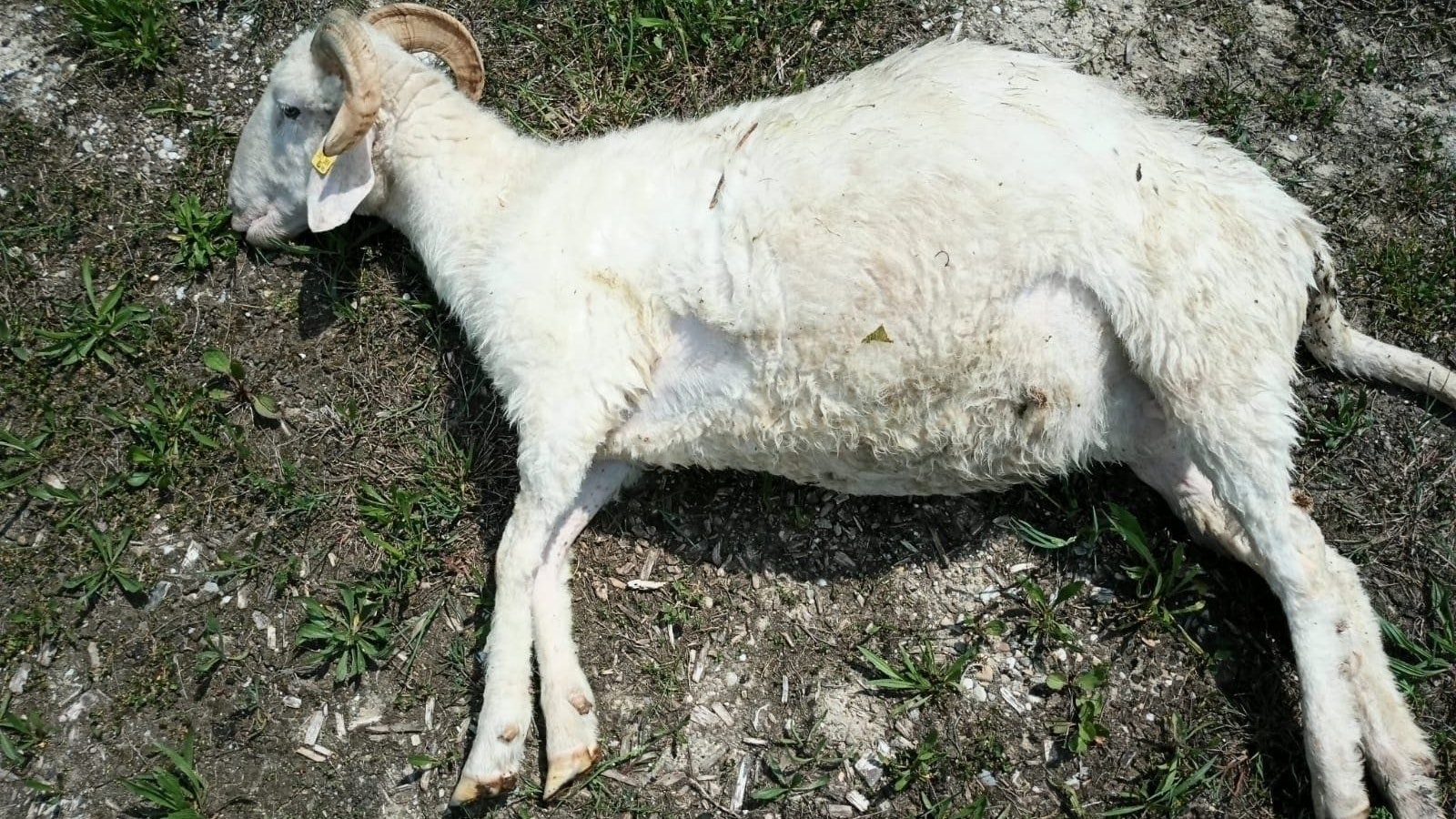 Heute.at - Tote Schafe auf Hof gefunden: Tiere abgenommen