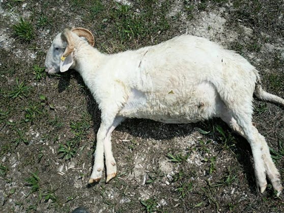 "Blümchen" wurde tot aus der Donau gefischt.