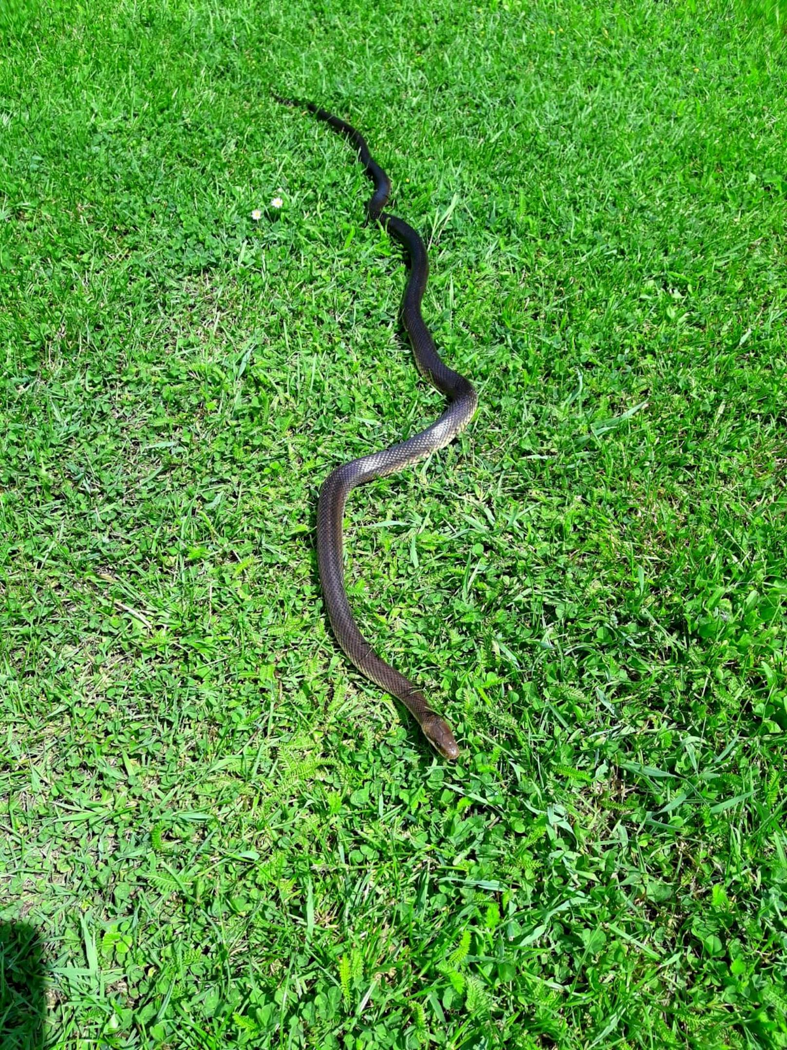 Plötzlich schlängelte sich ein 1,30 Meter lange Schlange vorbei.