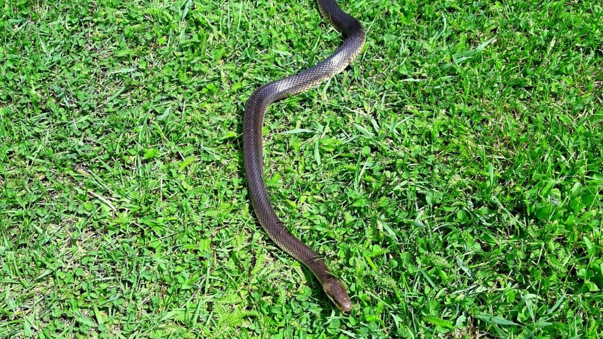 Plötzlich schlängelte sich ein 1,30 Meter lange Schlange vorbei.