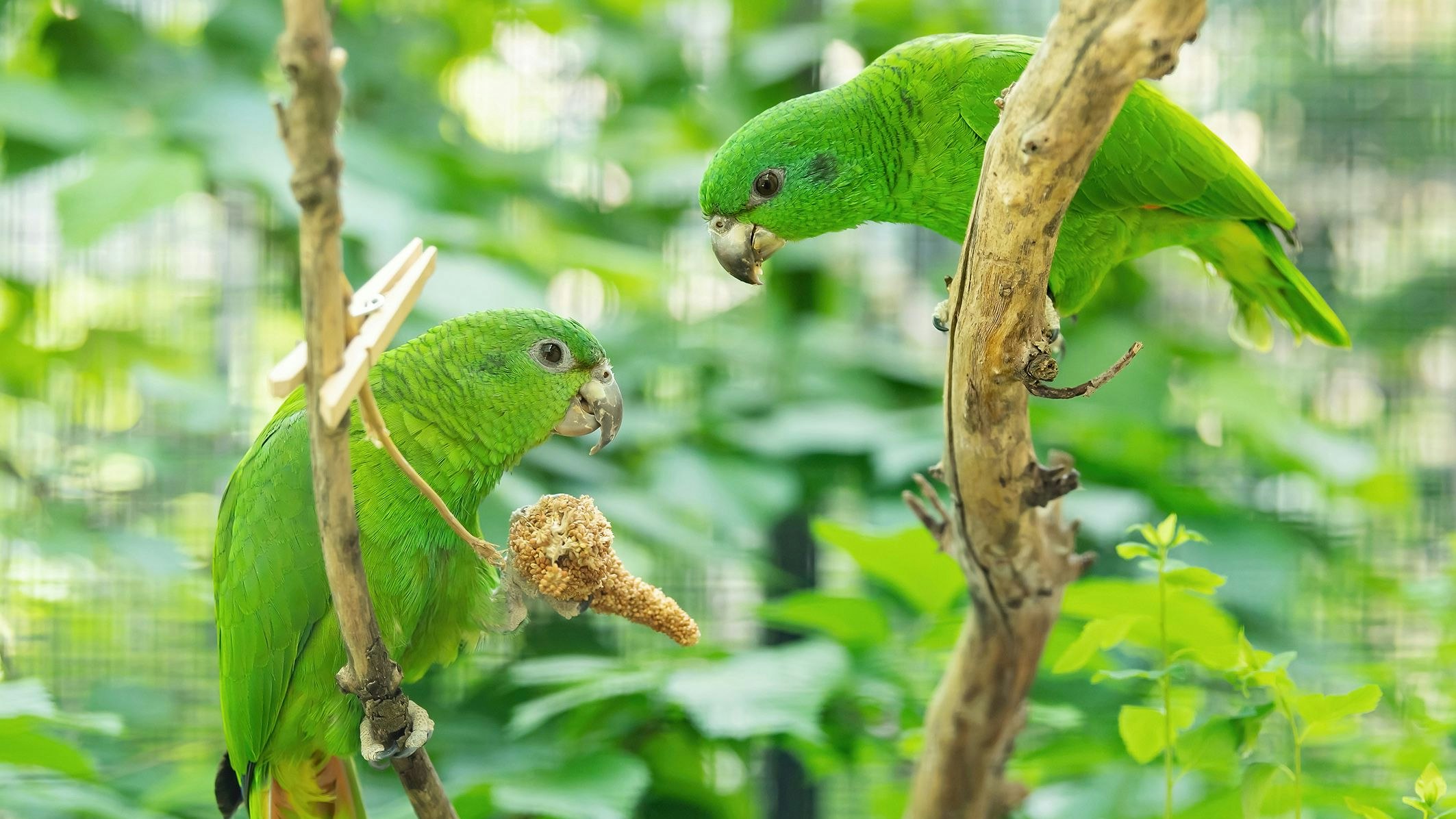 Aus dem Loro Parque, Teneriffa lebt das letzte Männchen der Rotspiegelamazonen. Da die letzten Weibchen in Schönbrunn sind, siedelte der Pfiffikus jetzt nach Wien. 
