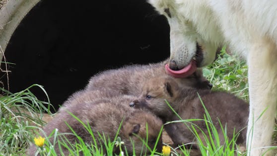 Die Pfleger der Tierwelt Herberstein sind entzückt: Vier Polarwolf-Welpen kamen zur Welt. 