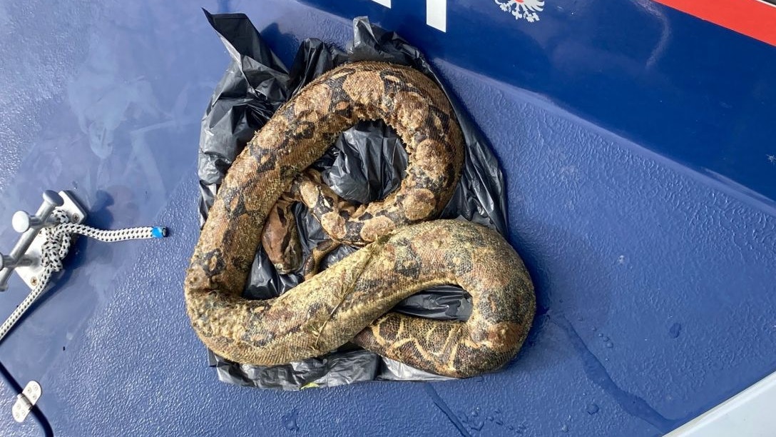 Bei dem Tier handelt es sich um eine Boa Constructor.