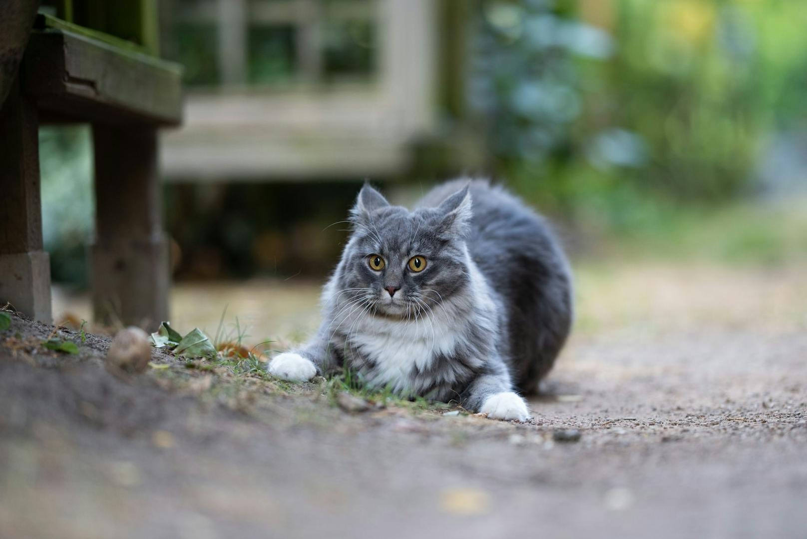 Fremde Katzen vertreiben? Diese Hausmittel wirken – Haustiere