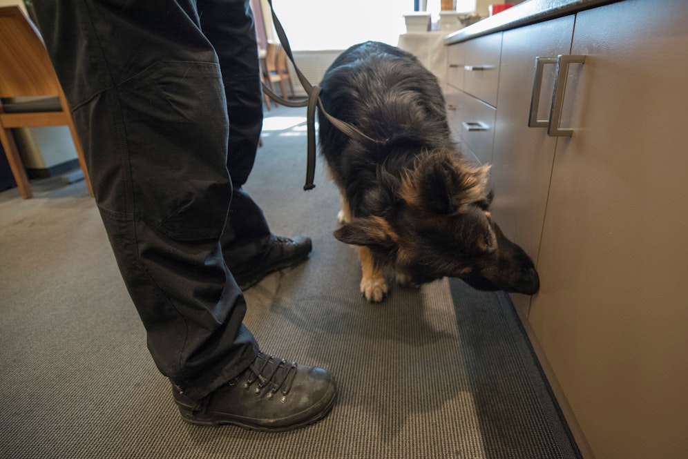 Ach Sprengmittelspürhunde kamen nach der Bombendrohung zum Einsatz. Symbolbild. 