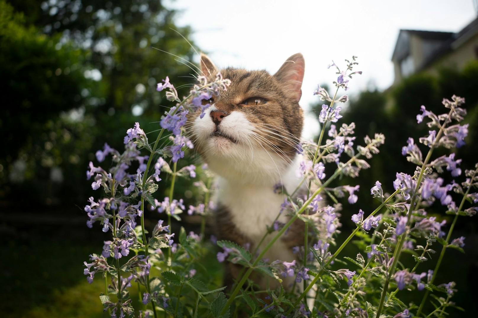 Katzen vertreiben: Diese Hausmittel schützen Ihre Beete