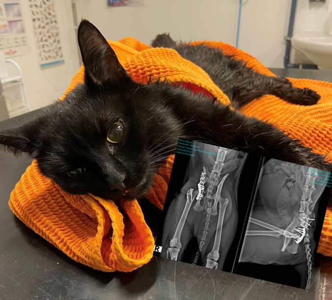 Der Kater überstand die mehrstündige Operation.