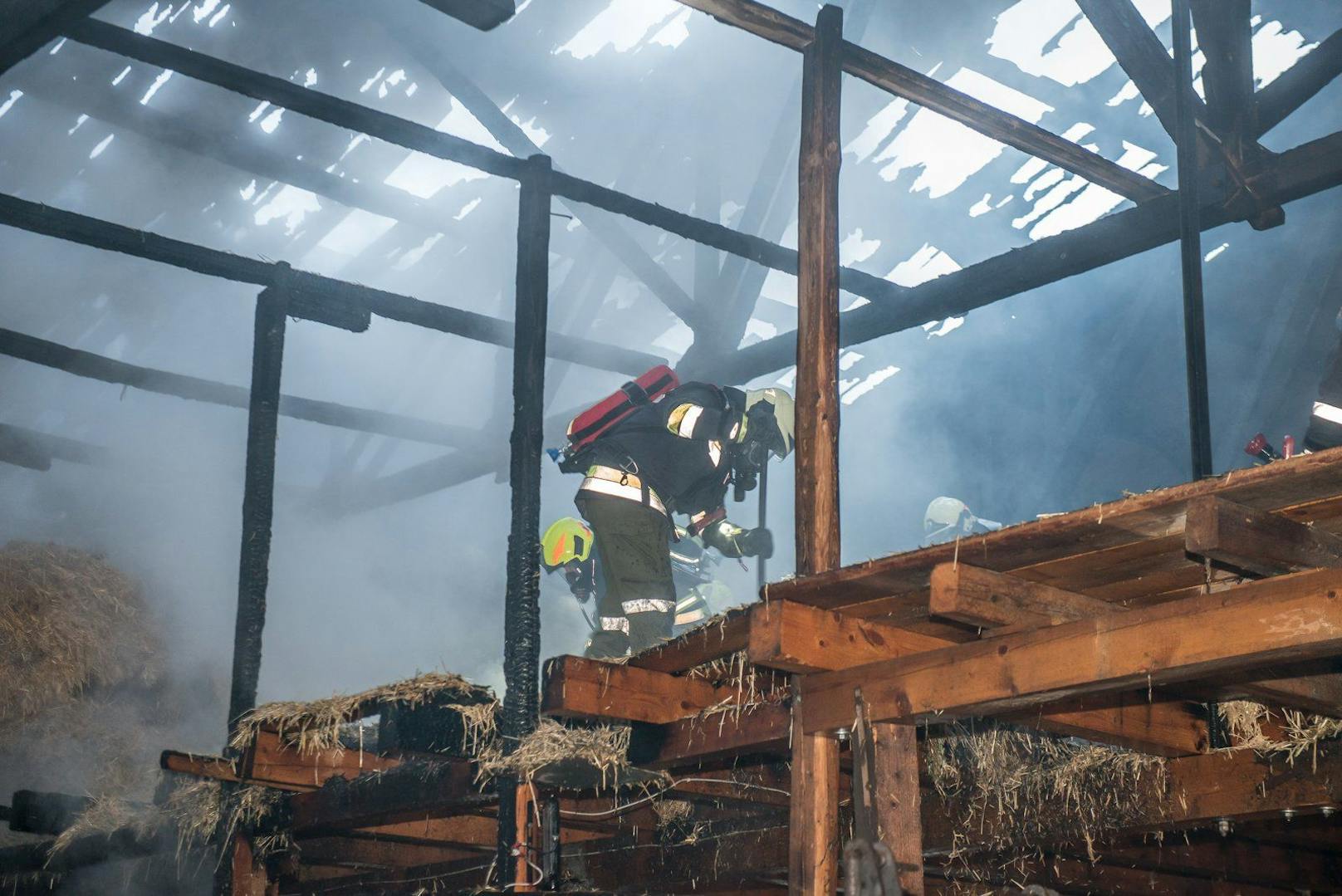 Die Feuerwehr rettete zehn Kälber aus dem Stall. 