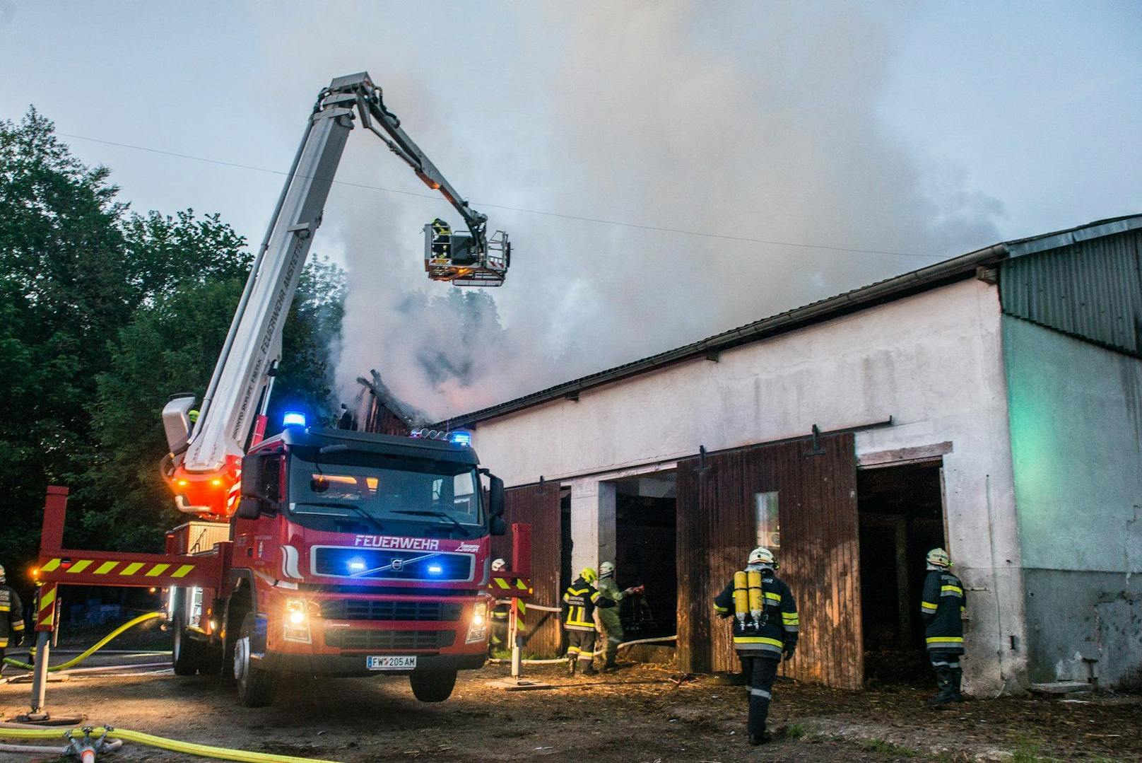 Die Feuerwehr rettete zehn Kälber aus dem Stall. 