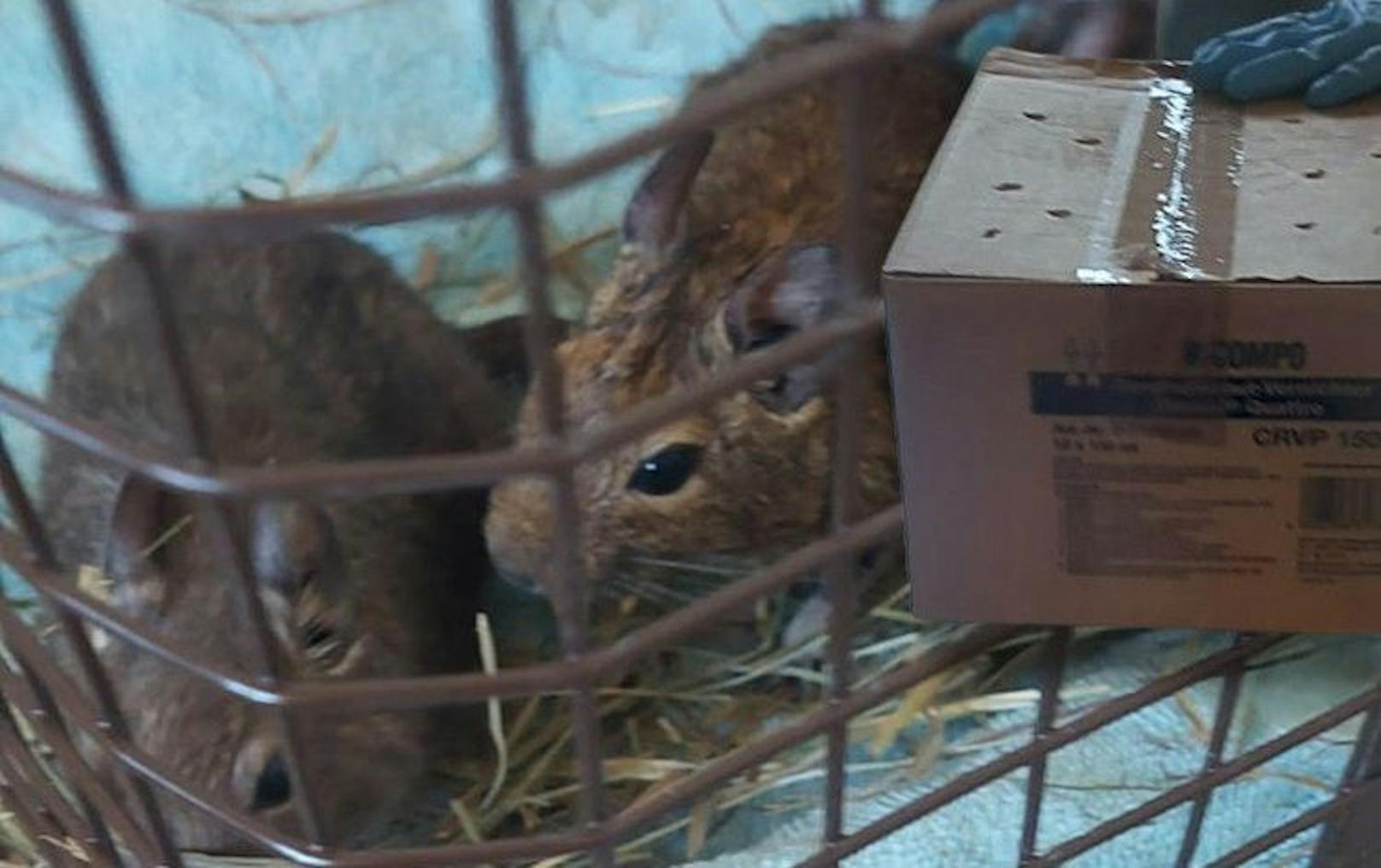 Zwei der Degus und der Karton.