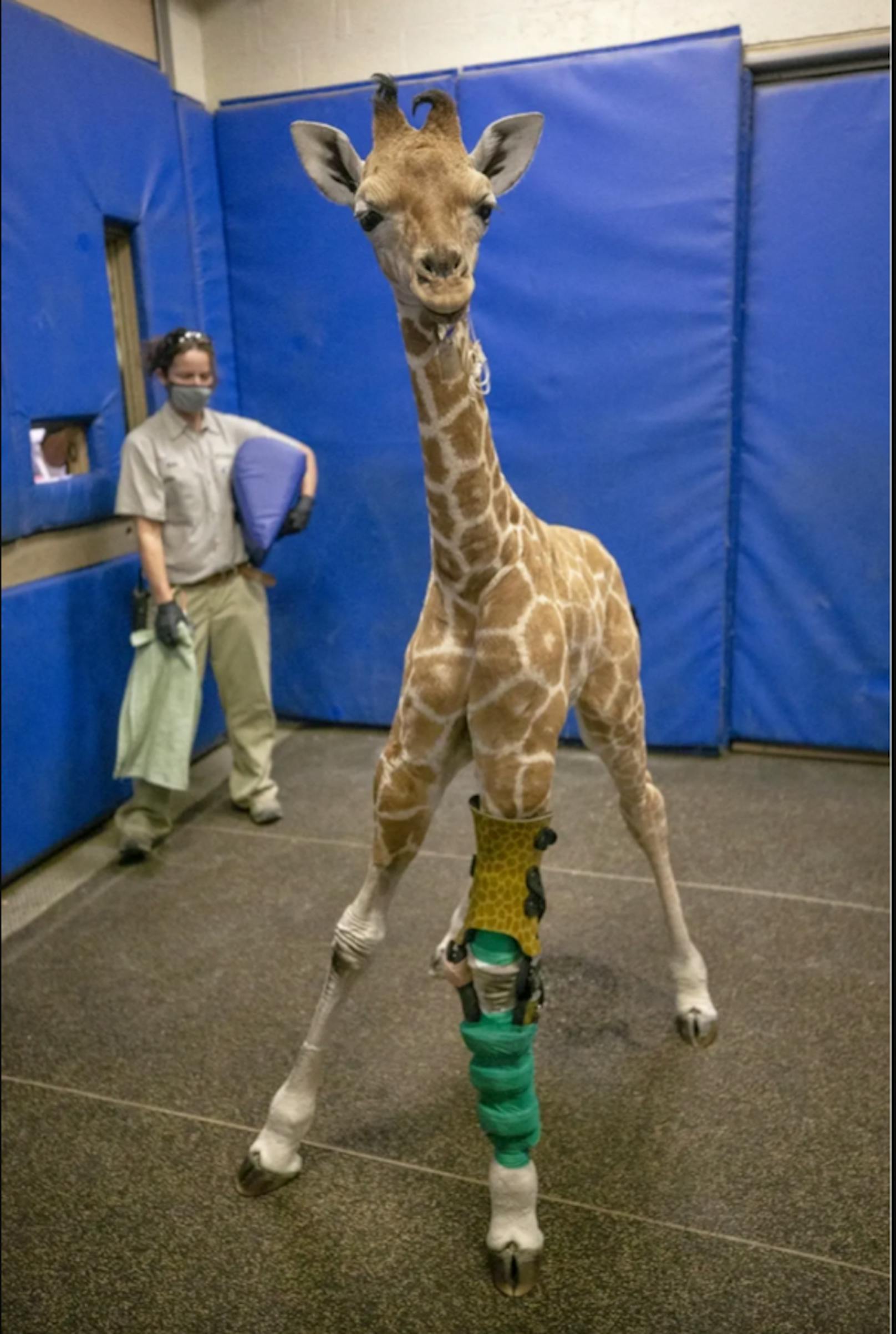 Dank OP und Beinorthesen macht Giraffe Freudensprünge