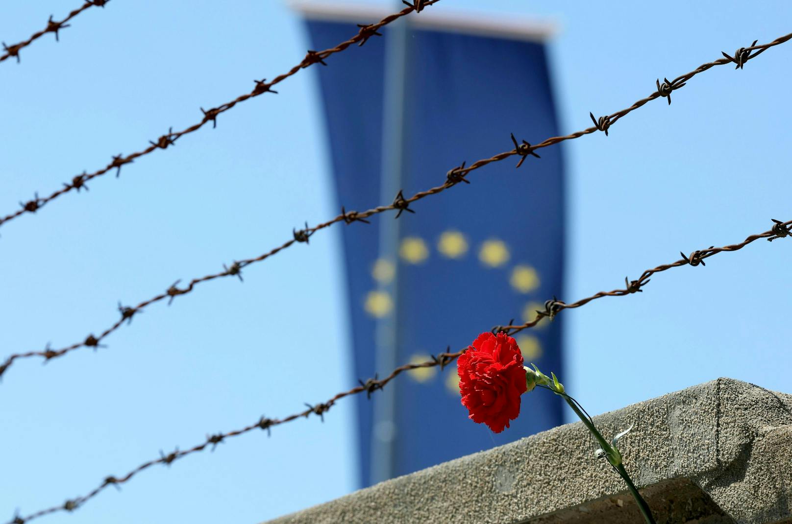 Eine rote Nelke vor Stacheldrahtzaun und ener EU-Fahne bei den Feierlichkeiten anl. des 77. Jahrestages der Befreiung des KZ Mauthausen am Sonntag, 15. Mai 2022, bei der KZ-Gedenkstätte Mauthausen. 