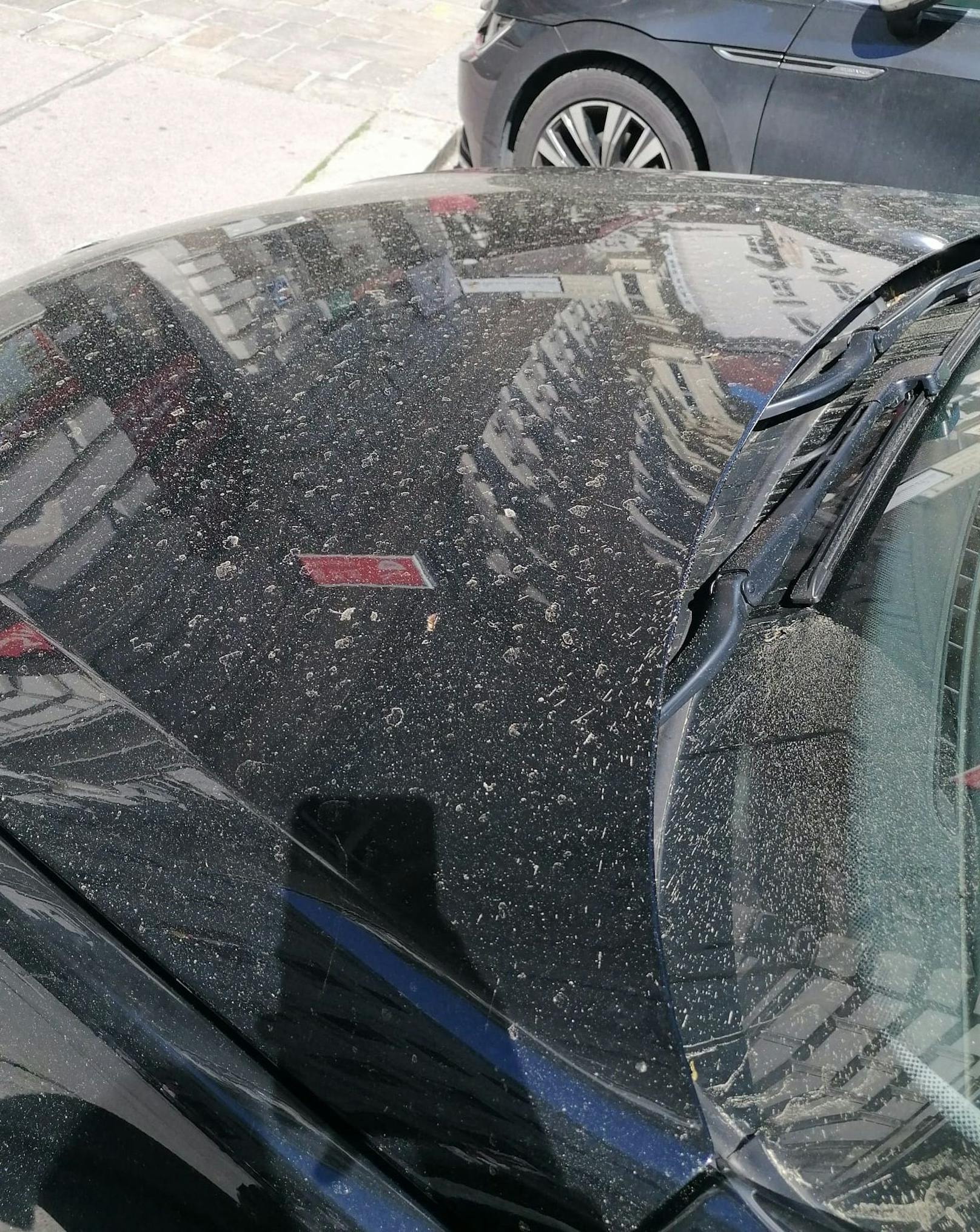 Pollen auf Autos